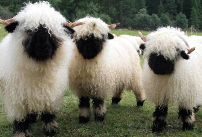 Sheep