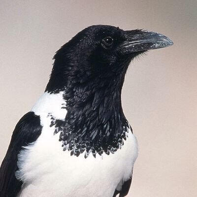 Piper